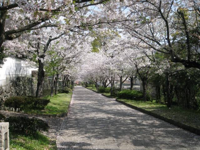 花のトンネル
