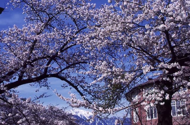 Cherry Blossoms in Kiyoharu