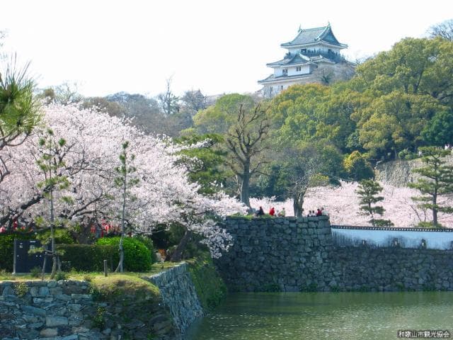 Moat and cherry blossoms