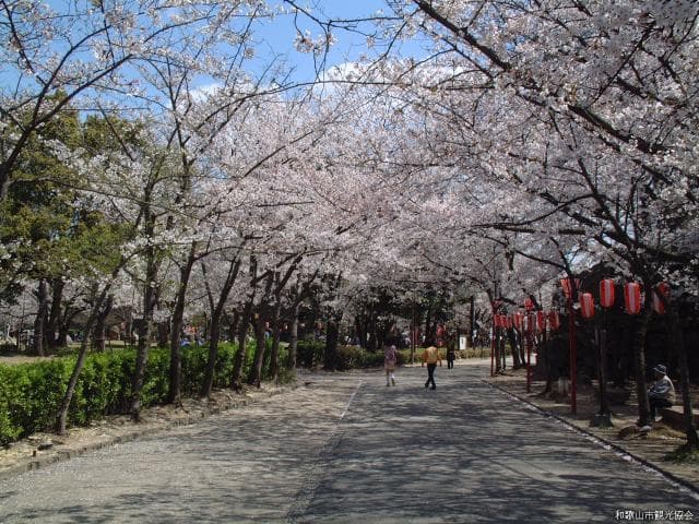 A row of cherry blossom trees in Wakayama Castle