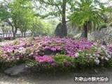 Azalea in Wakayama Castle