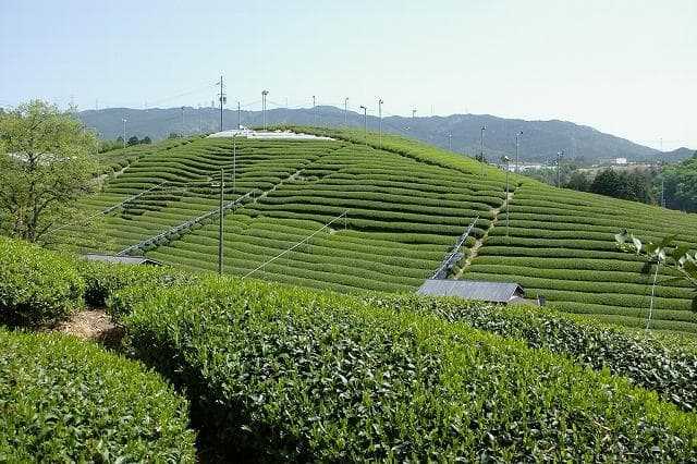 Tea garden