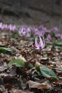 カタクリの群生
