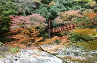 Chomonkyo Autumn Leaves 1