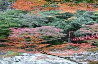 Chomonkyo Autumn Leaves 2