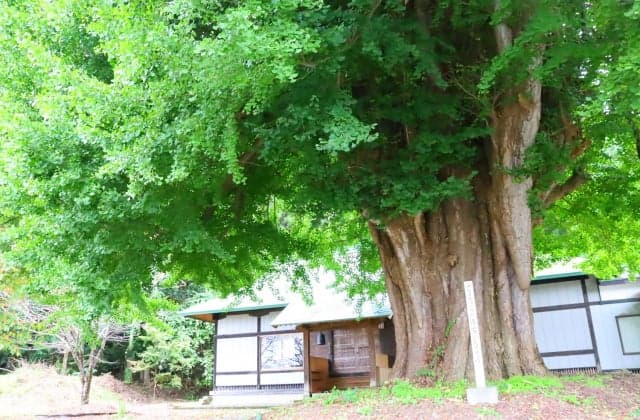 真山寺「乳いちょう」