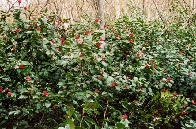 The northern limit of the snowy camellia