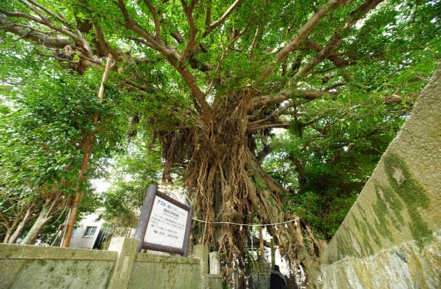 A tree of Narao
