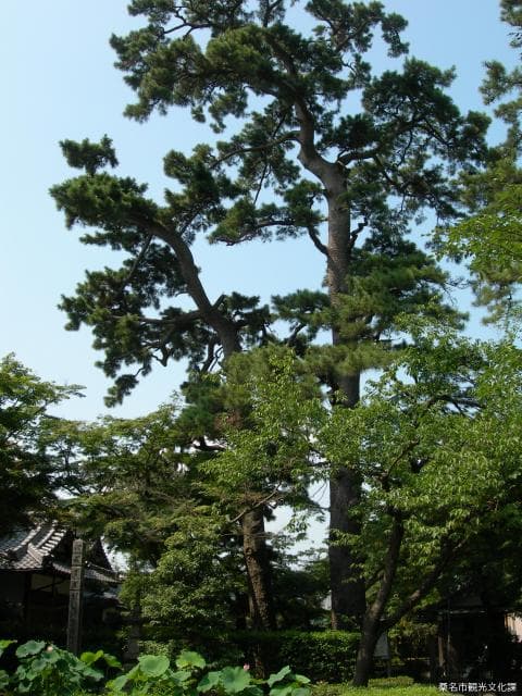 Shogenji and his wife's festival