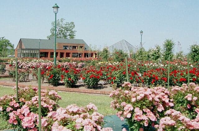 Roses in Iwamizawa Park