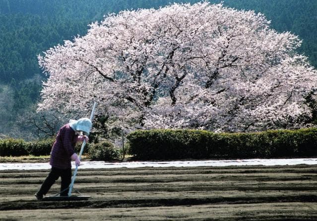 Hosono equinoctial cherry tree