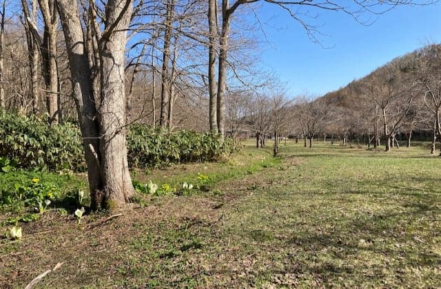 豊浦森林公園　初春　水芭蕉