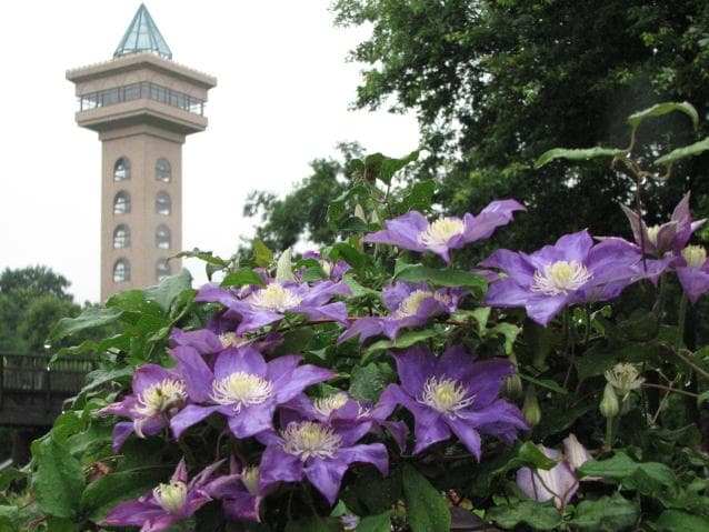 Crematis at Asazo Park