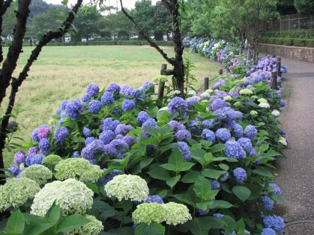 Hydrangea at Asazo Park
