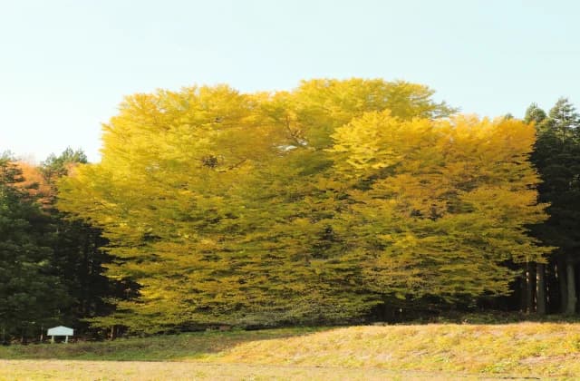Ginkgo with legal amount