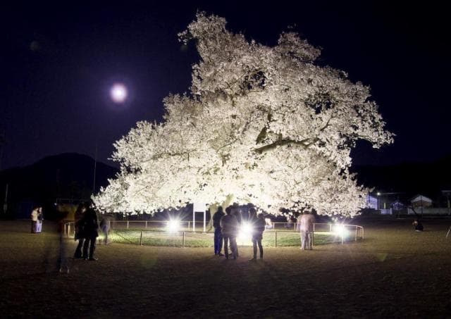 味真野の一本桜