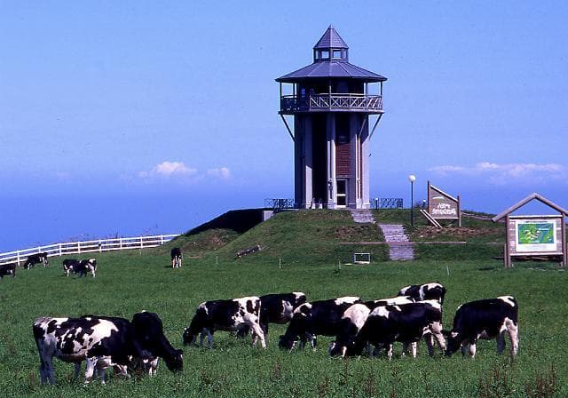 八雲町育成牧場