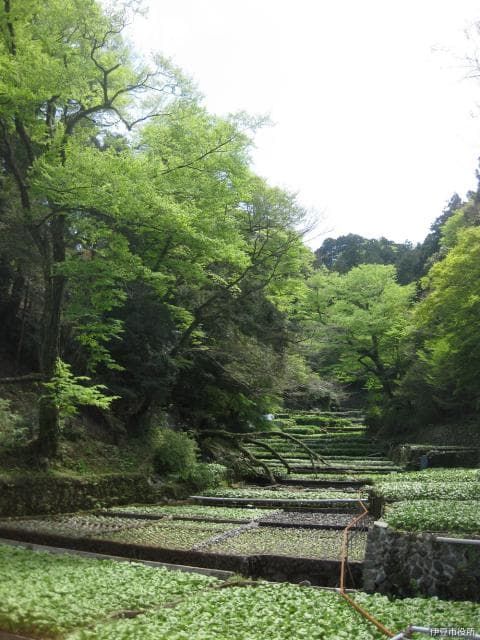 Wasabi field at the raft ground