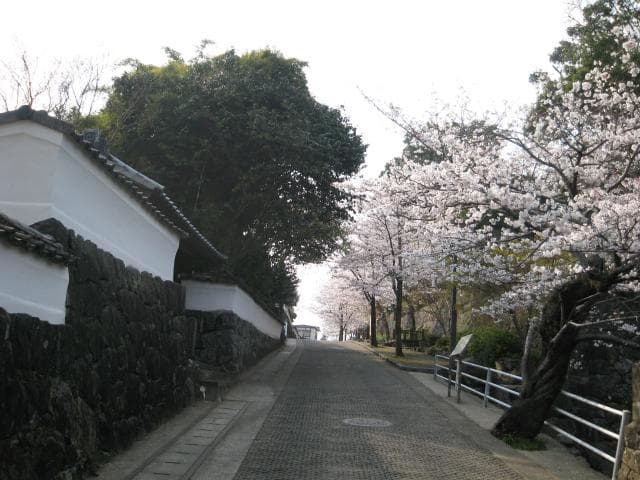 武家屋敷通りの桜