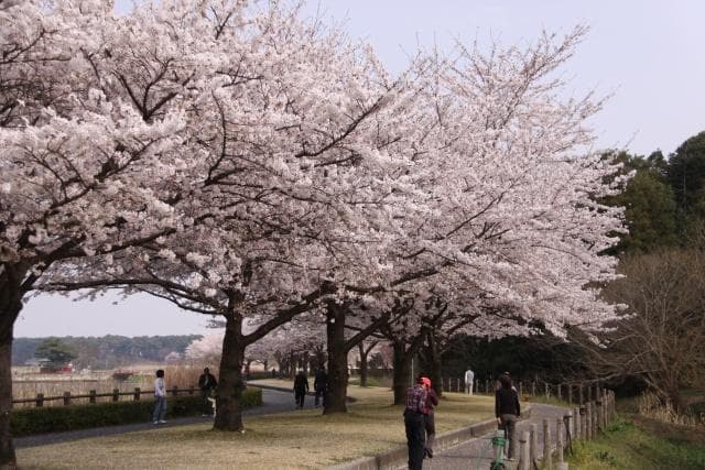 A row of cherry blossom trees in Tataranuma Park