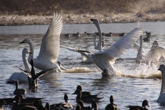 Swan