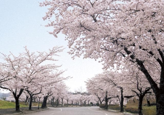 Cherry blossoms at Higashiyama Cemetery