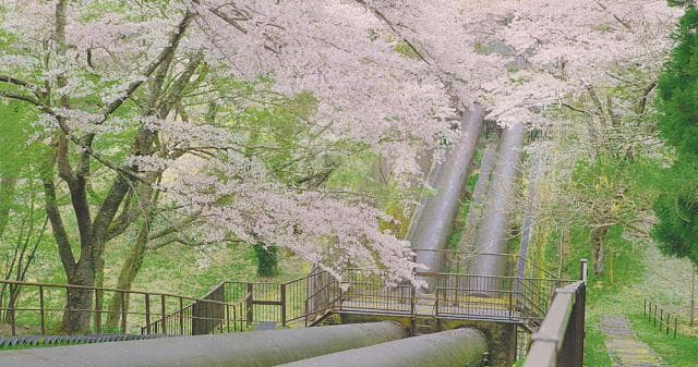 Takenouchi Power Generation Cherry Blossoms