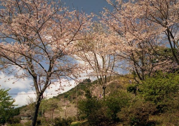 愛宕山の桜