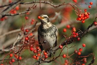 Thrush that eats sea cucumber fruit