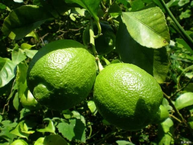 Seasonal citrus hunting
