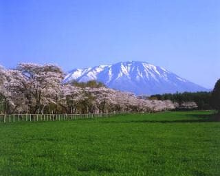 Koiwai Farm