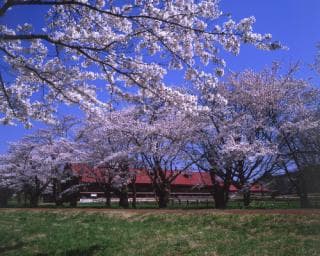 Koiwai Kamimaru cattle barn