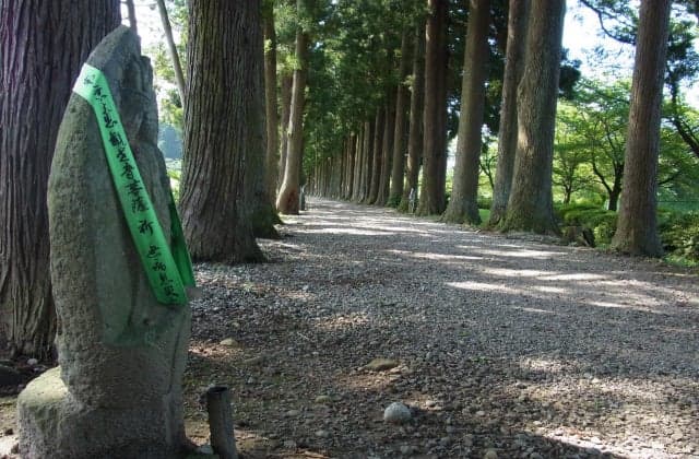 Approach to a row of Tateyama-ji trees