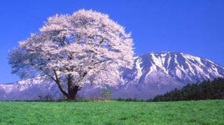 One Cherry Blossom at Koiwai Farm