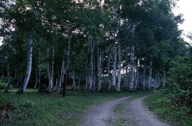Birch forest