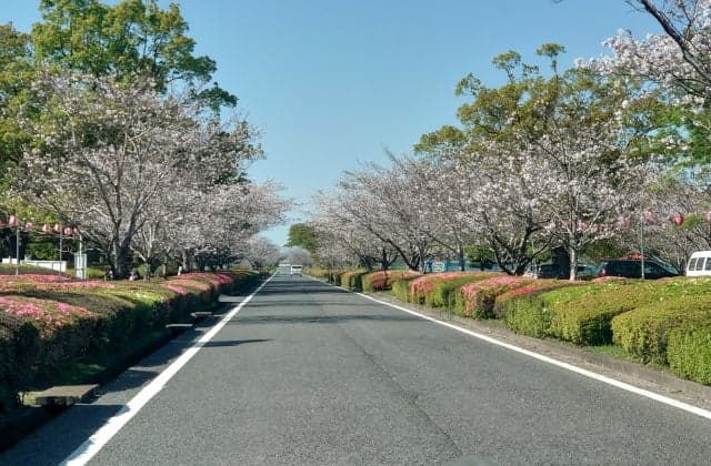 Row of cherry trees