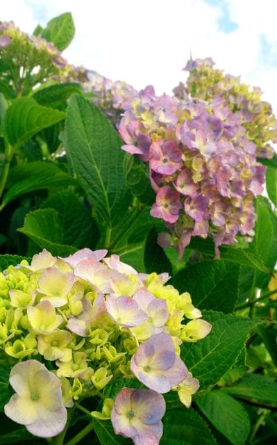 逢束あじさい公園