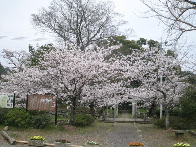 普明寺の桜