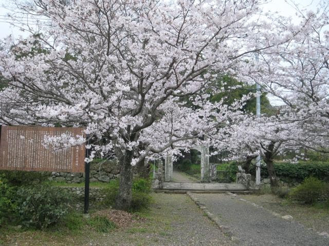 Cherry blossoms at Fumyo-ji Temple