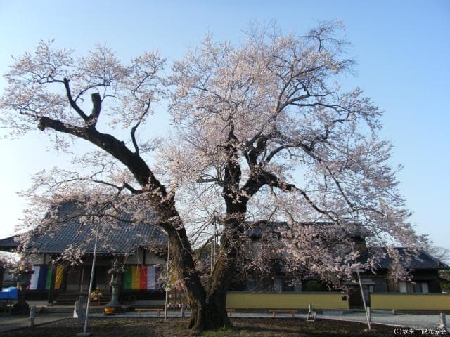Kangiji Edo equinoctial cherry tree