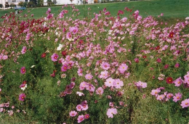 Cosmos in Ongagawa Nakanoshima