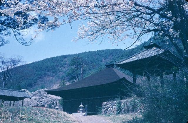 Cherry blossoms at Daizenji Temple