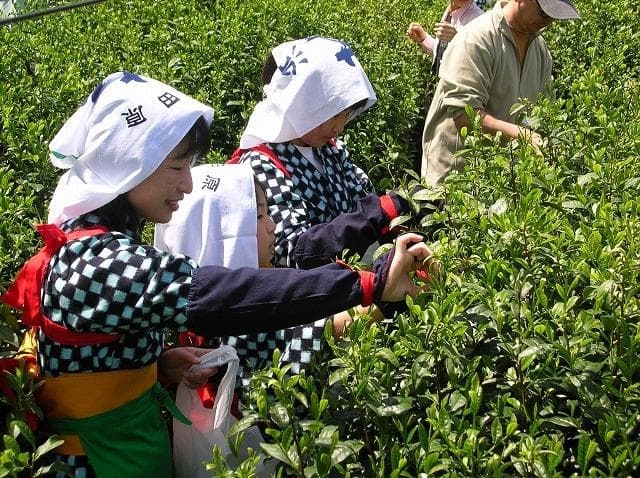 Tea picking experience