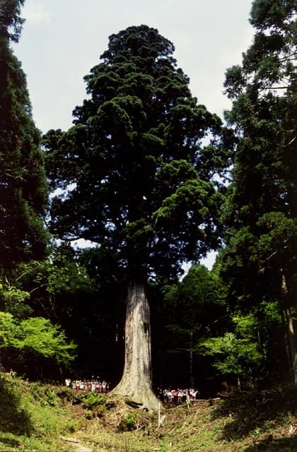 Taro cedar