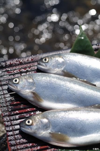 Trout
