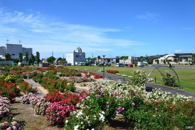 Rag rose garden
