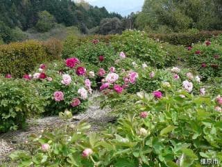 Rakuyo Botanen Garden