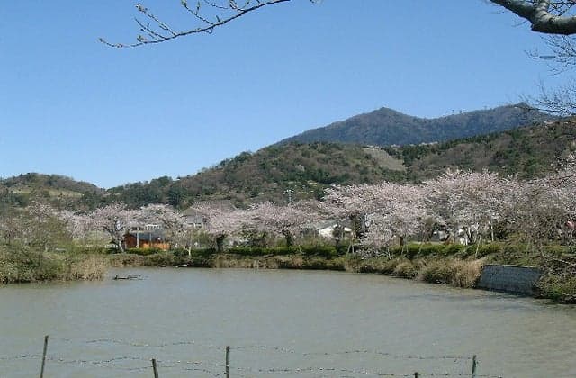 Cherry blossoms in Hojo Oike
