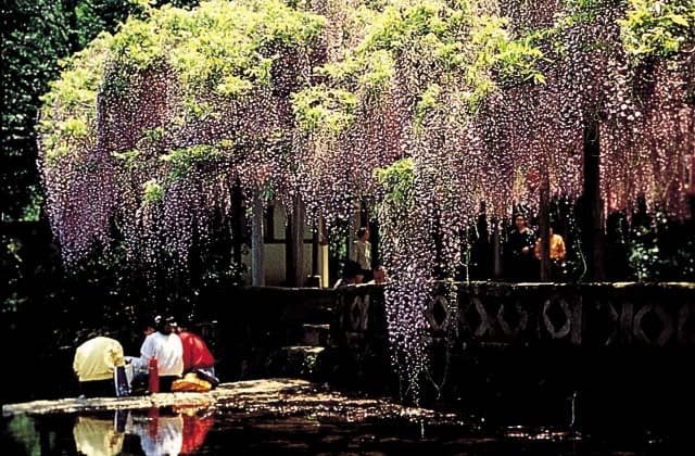 Wisteria of Nishikanta Shrine