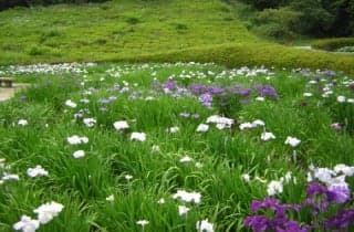 周南西緑地公園／しょうぶ